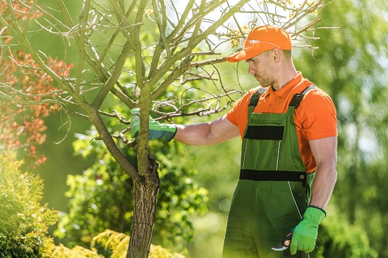 The Importance of Professional Tree Care for Safety and Property Value